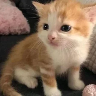 🦴