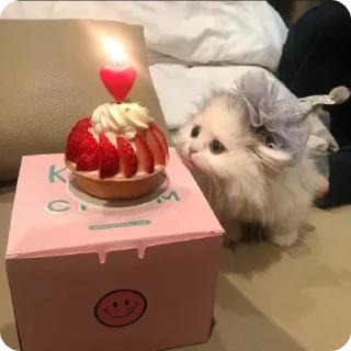 🍰