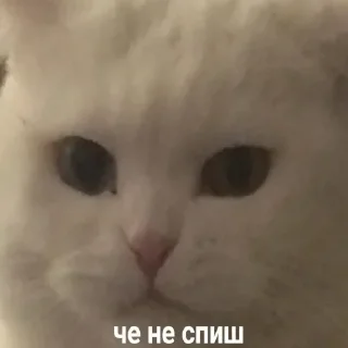 😺