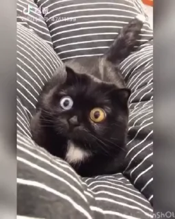 🐈
