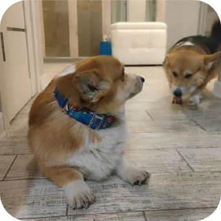 🐶