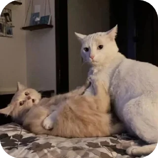 🐱