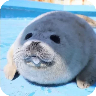 🌟