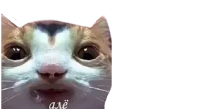 🐈