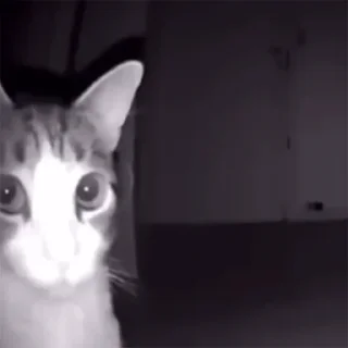 🐱