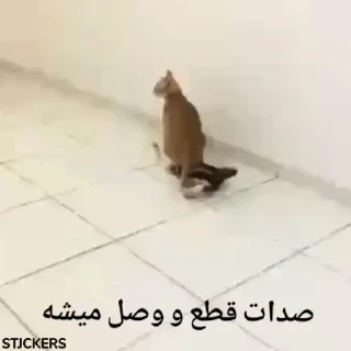 😾