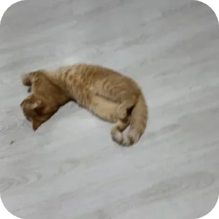 🐱