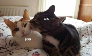 😻