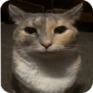 🗿