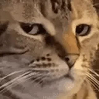 🐱
