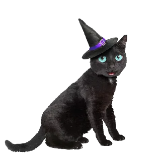 🐈‍⬛