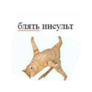 🐱