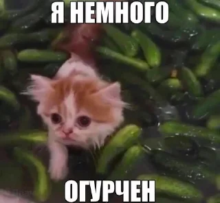 🥒