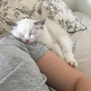 🐈