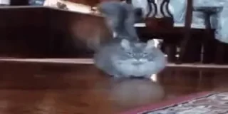 🐈