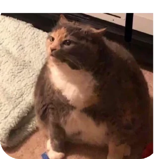 🐱