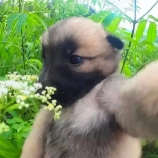 🐶