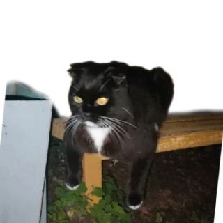😎