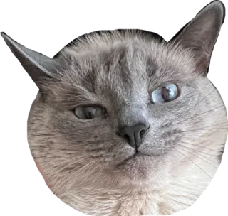 😾