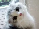 😿