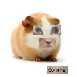 🐹