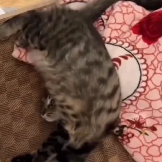 🐈