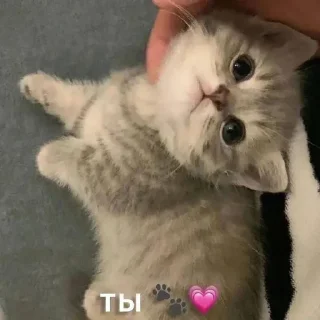 🫵