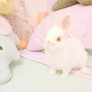 🐰