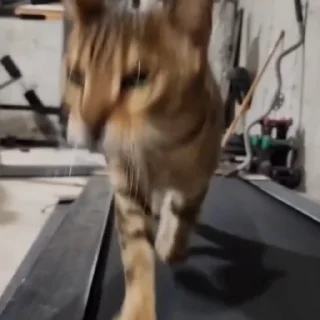 🏃