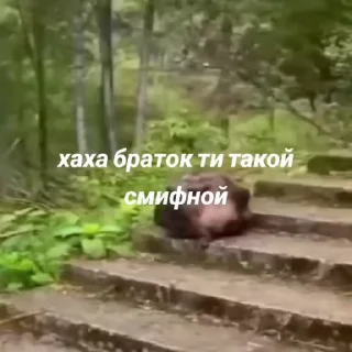 🌟