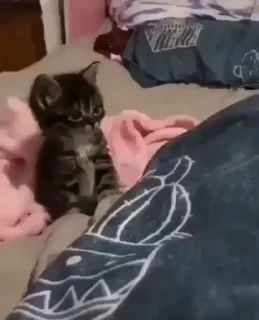 🌟