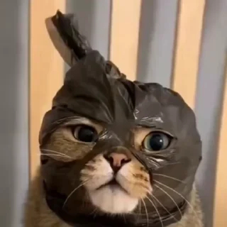 🐈‍⬛️