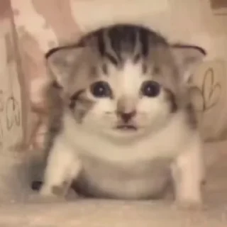 😡