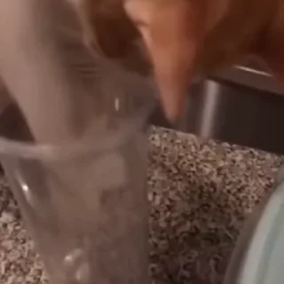 🐈