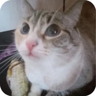 🐱