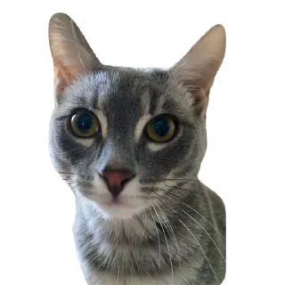 🐈