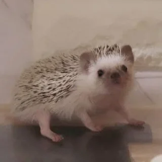 🦔