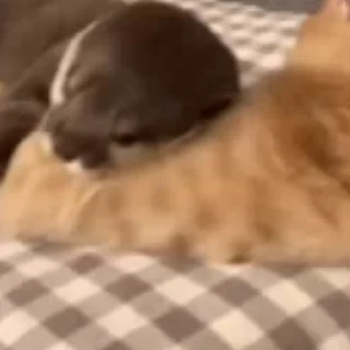 🥰