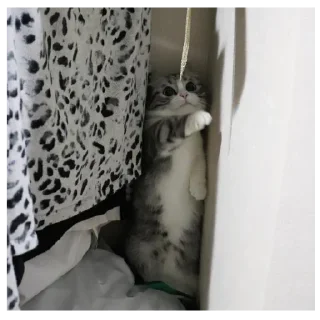 😻