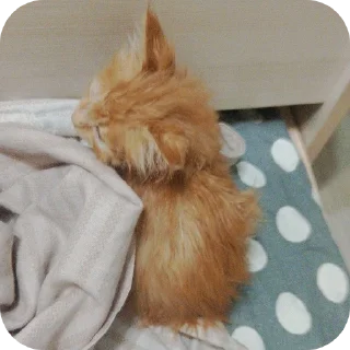 🐱