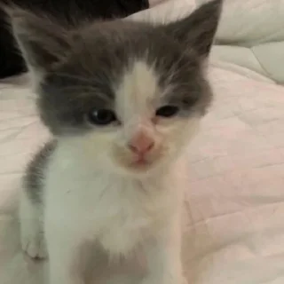🐱