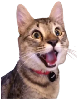 😸
