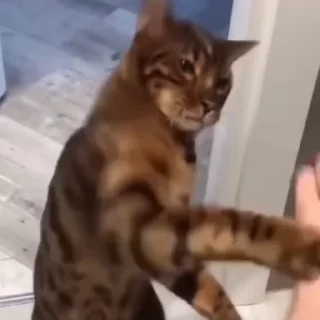 🐈