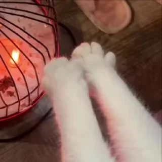 🌟