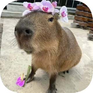 🌸