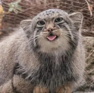 😛