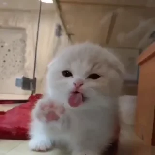 🥺