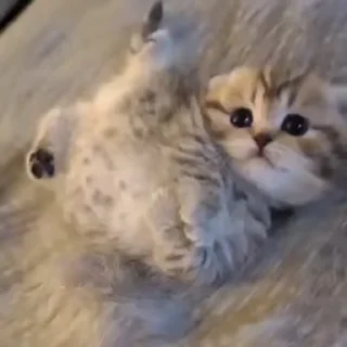 😻