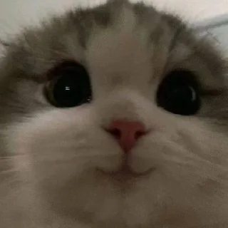 яша лох :: @fStikBot
