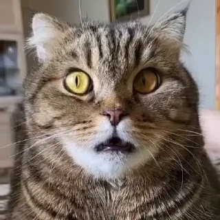 🤩